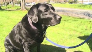 Stressed Law Students Can Now Borrow Echo The Black Lab From The Uni of Victoria (Canada) Law Library