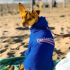 Time To "Paws" For Thought...Balenciaga is Taking on a Pet "Streetwear" Company Over Pawlenciaga Trademark