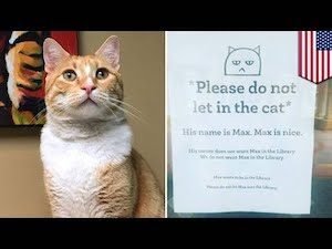 Orange cat banned from college library got to meet the college president - TomoNews
