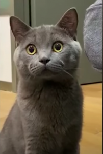 The Best Cute and Funny Cat Videos For August 2020!