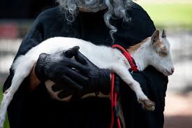 Florida Grim Reaper Lawyer Is Back -- This Time With Goats !