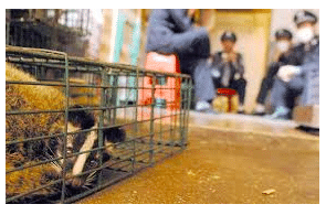 Animal Legislation: China's Amended Animal Epidemic Prevention Law Comes Into Effect