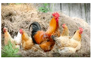 Farm owner in Odisha files complaint after chickens 'die of shock from loud music at wedding next door.