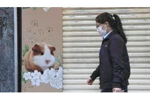 Hong Kong Hamster Massacre Underway
