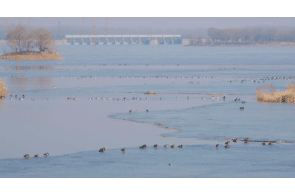 China Dialogue Article: How to make China’s long-awaited wetlands protection law work