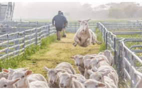 Law Firm Article: Australia: The history of stealing farm animals in Australia