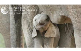 Center For Animal Law Studies At Lewis & Clark Publishes Latest Newsletter