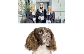 UK: Looking Like A Spaniel Day Rolled Around Again Yesterday