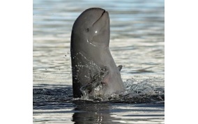 Cambodia's  Hun Sen  cancels  law he created only two months ago to protect critically endangered Mekong dolphins