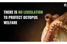 Petition - Stop Octopus Torture. Spanish Intend To Farm A Million Octopus At A Time.