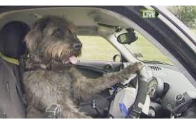 Shaggy Dog Story: Colorado driver tried to avoid DUI by switching seats with dog, police say!