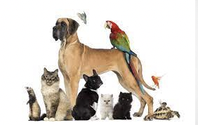 LA council reinstates COVID-era policy to ensure tenants can keep pets