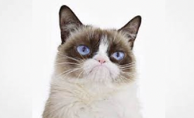 Article: Grumpy Cat, her impostors and the whack-a-mole of trademark claims