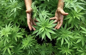Unlocking Nature's Healing Power: Exploring the Health Benefits of Cannabis