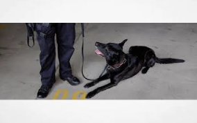 This Week's Report From Dystopia...... Drug-Sniffing Police Dogs Are Intercepting Abortion Pills in the Mail