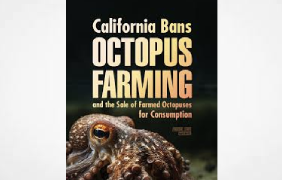 Californian Gov. Newsom signs bill to ban octopus farming