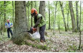 EU deforestation ban threatened as parliament loosens rules