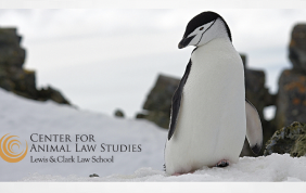 New Articles From Lewis & Clark Center For Animal Law Studies