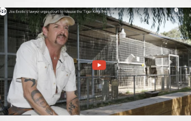 Joe Exotic's lawyer urges court to release the 'Tiger King' from prison