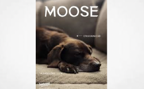 New Jersey: "Moose’s Law" Passes Senate: Bill Bars People Convicted of Criminal Animal Cruelty from Owning, Working With Animals