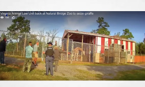 Animal Law: USA - Virginia Animal Law unit back at Natural Bridge Zoo Monday to seize giraffe