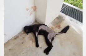 Singapore - Straits Times: Should there be harsher penalties for animal abusers? Lawyers weigh in