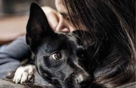 ABA House Passes Resolution to Protect Domestic Violence Survivors and their Pets
