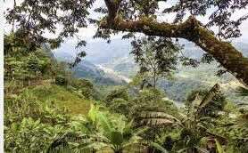 Article: Can a Forest Maintain Its Creative Rights? Some Legal Experts Say Yes.