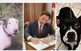 Florida Passes Dexter’s Law & Trooper’s Law