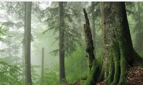 European Commission threatens to kill forest protection law