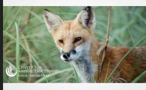 CALS NEWSLETTER | SPRING 2025
