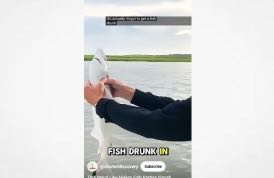Giving Alcohol To A Fish Is A Criminal Offence
