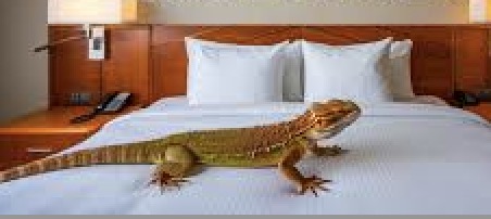 BBC: Hotel reptile market plan in animal rights row