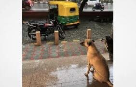 India's top court has ordered authorities in Delhi and its suburbs to move all stray dogs from streets to animal shelters.