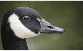 Don't Be A Goose........Winnipegger's $300 fine for throwing things at Canada goose a rare case but a good reminder, lawyer says