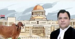 India: Cow Slaughter Offence Has Cultural Impact Beyond Legal Breach: Punjab & Haryana High Court Denies Anticipatory Bail To Accused