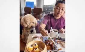 Hong Kong: Policy Address 2025: Pet dogs to be allowed inside restaurants under new licensing scheme