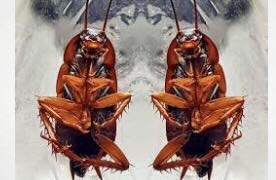 University of Kentucky College of Law has an infestation of cockroaches.. no not lawyers, th real thing