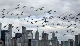 Bird-Friendly Laws: Reducing Collisions in Major U.S. Cities November 28, 2025 - Law Library of Congress