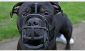 Jersey UK: Scrutiny panel backs XL bully dog law