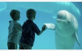 The fate of Marineland’s belugas expose the ethical cracks in Canadian animal law