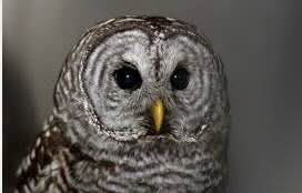 Richard Wenning Wenning Environmental -  Owls And Ethics In The US Pacific Northwest