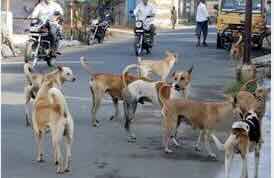 India: Supreme Court's stray dog order absolutely illegal and unimplementable, say top lawyers