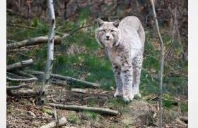 Campaigners are preparing for a major legal battle that could determine the future of rewilding and habitat restoration in the UK...  Lynx UK Trust,