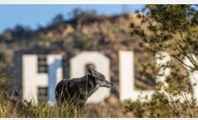 Lit Hub: How Los Angeles and Chicago Came to Appreciate Their Coyote Neighbors Dan Flores Considers Our Changing Attitudes Towards Urban Wildlife