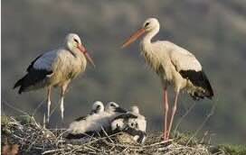 Bird & Bird gives new parents six months' leave on full pay
