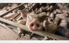 The Paperwork Trick Letting Factory Farms Pollute With Impunity