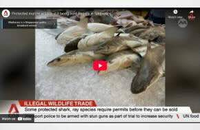 Protected marine wildlife still being sold illegally in Singapore