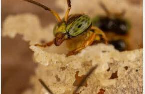 Earth.org: Ancestors of the Amazon: Inside the Battle to Grant Legal Rights to Stingless Bees