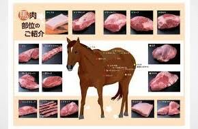 A judge has ruled a Manitoba company flying horses to Japan for slaughter and sushi was not responsible for what happened after the animals were dropped off at the Winnipeg airport.